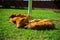 Little spotted piglets lie on the grass on a Sunny day