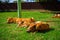 Little spotted piglets lie on the grass on a Sunny day