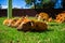 Little spotted piglets lie on the grass on a Sunny day