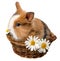 Little spring rabbit in a basket