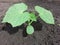 little sprout cucumber plant on black ground