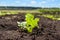 Little sprout, the escape of sugar beet plantations in the field, agriculture