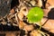 Little sprout shoot growing among decay leaves