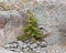 Little spruce close to a big rock