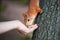 Little squirrel eating out of your hand seeds.