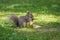 Little squirrel gathering food on a grass-covered field