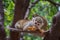 Little squirrel monkey eating on the plank in tee in zoo.