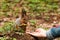 Little squirrel taking nuts from human hand