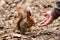 Little squirrel taking nuts from human hand