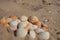 A little stack of empty clam shells on a sandy beach