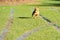 Little Staffy x dog running with a ball