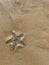 Little starfish on sand