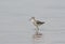 Little Stint