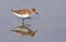 Little stint