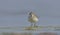 Little Stint (Calidris minuta)