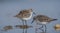 Little Stint (Calidris minuta)