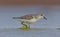 Little Stint (Calidris minuta)