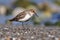 Little Stint - Calidris minuta