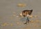 Little Stint feeding druing low tide at Busaiteen coast, Bahrain