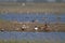 Little stints and migratory ducks in a wetland in India during winters