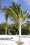 Little Stirrup Cay Island Palm Trees