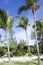 Little Stirrup Cay Palm Trees And Hammocks