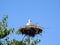 Little stork bird in nest, Lithuania