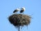 Little stork birds in nest, Lithuania