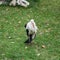 Little stork stands alone on the lawn