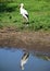 A little stork stands by the river and is reflected in the water