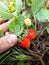 Little strawberries in my garden