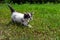 Little stray kitten playing on the grass