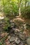 Little stream in the mountain chestnut in Tuscany, Italy