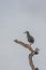 Little striated heron Butorides striata sits on a long dry branch against the background of the sky. Striated, mangrove, little