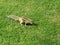 Little striped chipmunk in the grass