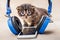 Little striped cute kitty near headphones. Baby listens to mus