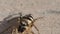 Little striped jumping spider on a metal wall