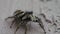 Little striped jumping spider on a metal wall