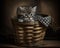 Little Striped Kitten in basket.
