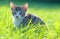 Little striped kitten hiding in the grass