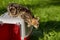 Little striped kitten jumps from above with a box for an animal on the grass