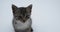 Little striped kitten sits on white background