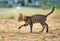 Little striped kitten walking