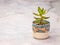 Little succulent houseplant in a cute blue pot