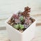 Little succulent houseplants in white pot. Echeveria, sedum and pachyphytum flowers