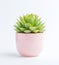 A little succulent in a pink pot on a white background