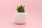 Little succulent plant in a white pot on a pink background. Design concept. Central composition mockup