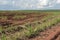 A little sugar cane using a technique called meiosis. growing cane in the field. land for sugar cane production