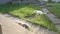 Little summoyed puppy playing in the yard on the green grass, his friend cat lies in the sun on the concret walkway