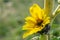 Little sunflower opens its petals in Kyiv Kiev Botanical garden